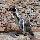 Humboldt-Pinguin (Spheniscus humboldti)