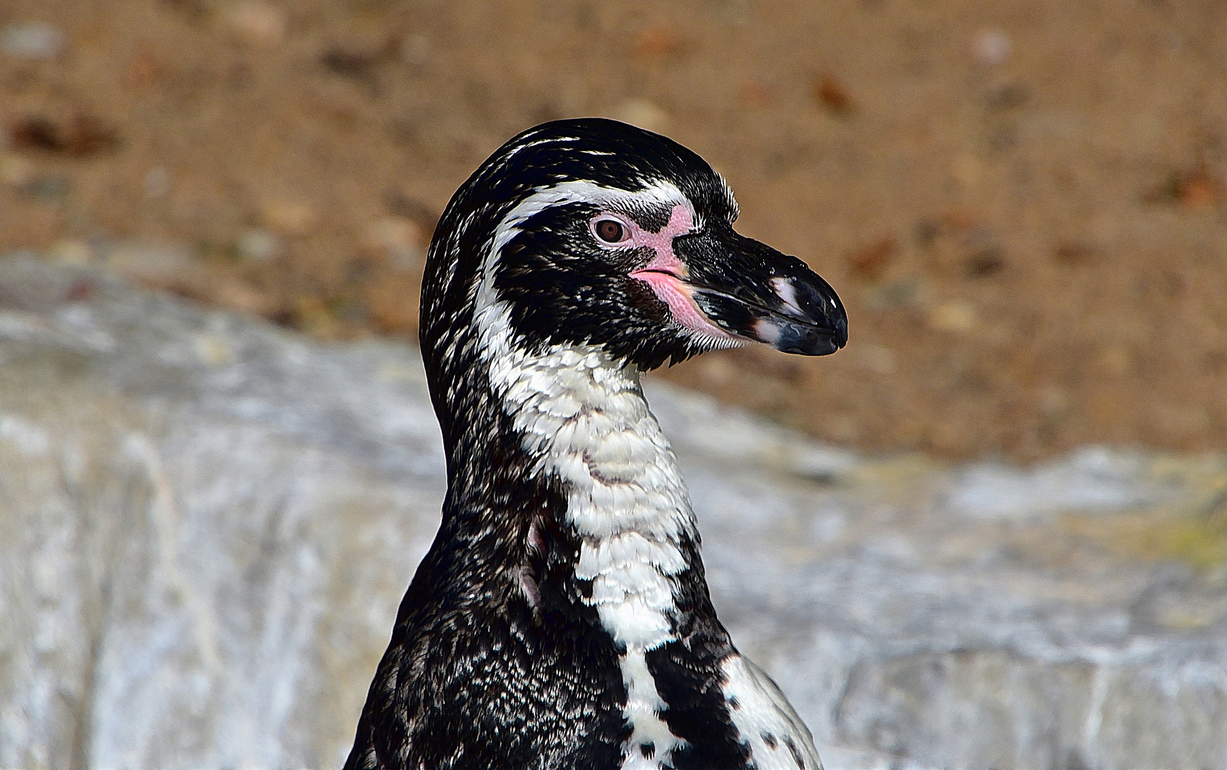 Humboldt-Pinguin (Spheniscus humboldti)