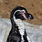 Humboldt-Pinguin (Spheniscus humboldti)