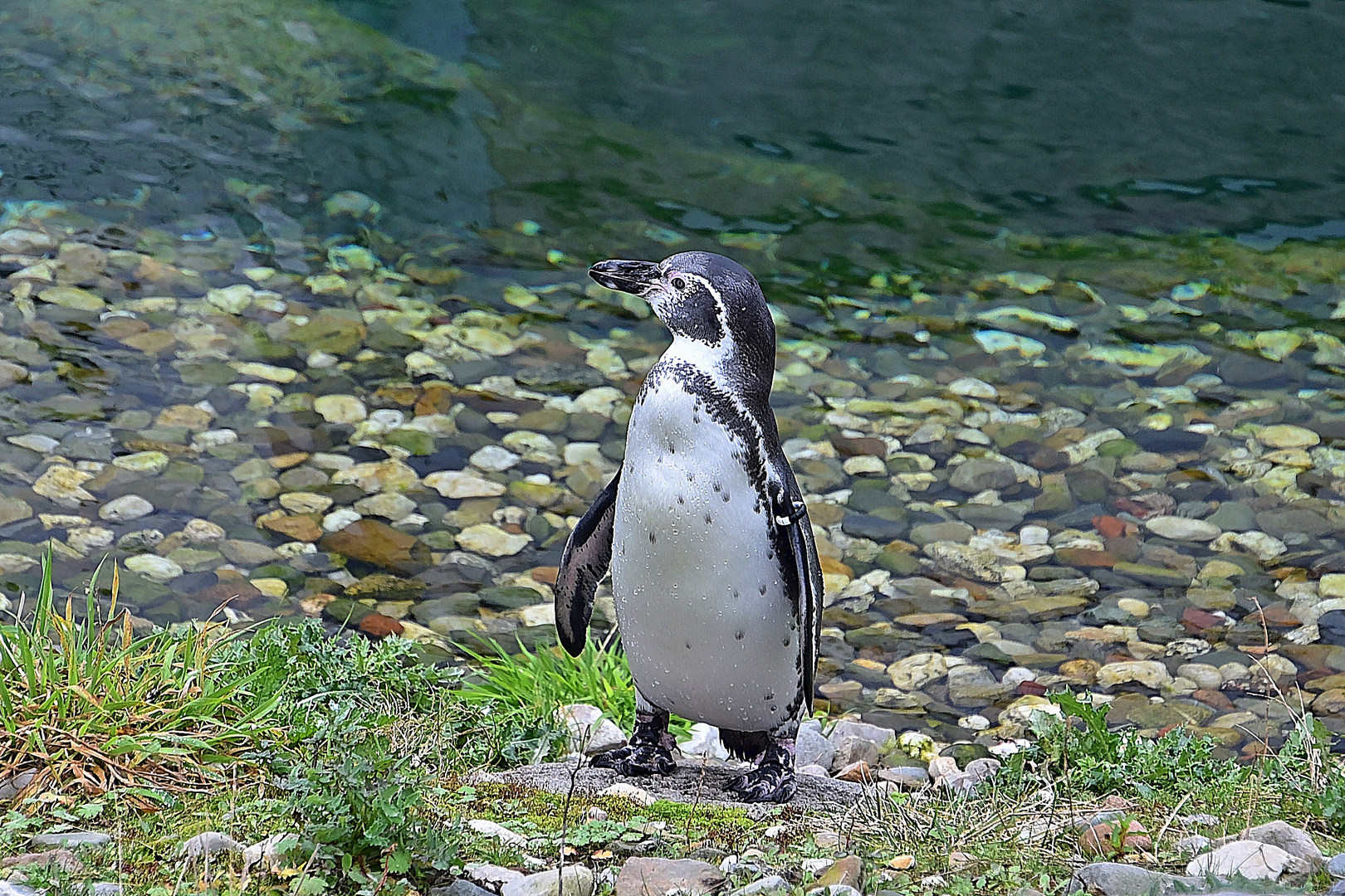 Humboldt-Pinguin (Spheniscus humboldti)