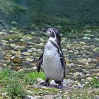 Humboldt-Pinguin (Spheniscus humboldti)