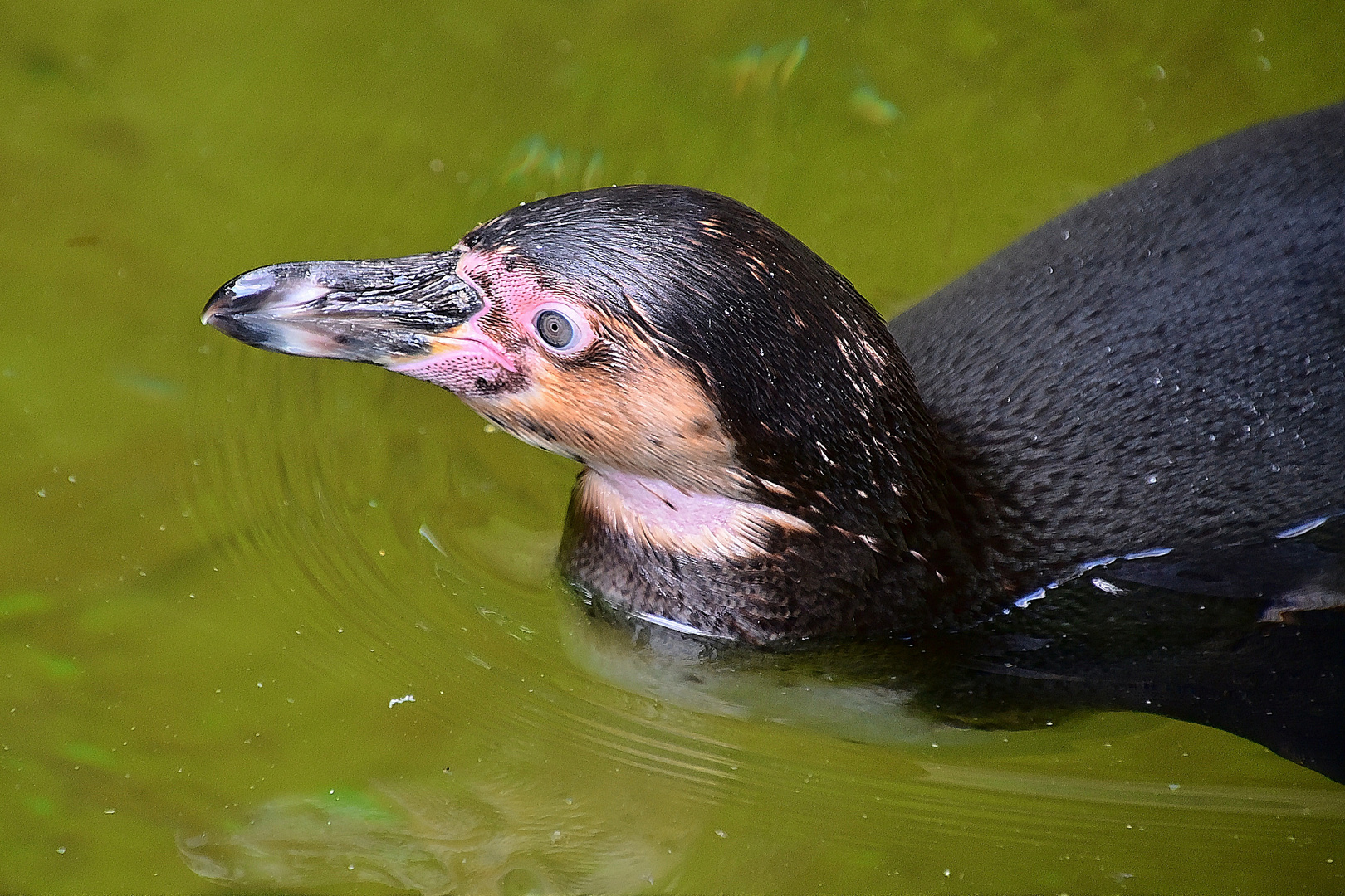 Humboldt-Pinguin (Spheniscus humboldti)