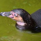 Humboldt-Pinguin (Spheniscus humboldti)