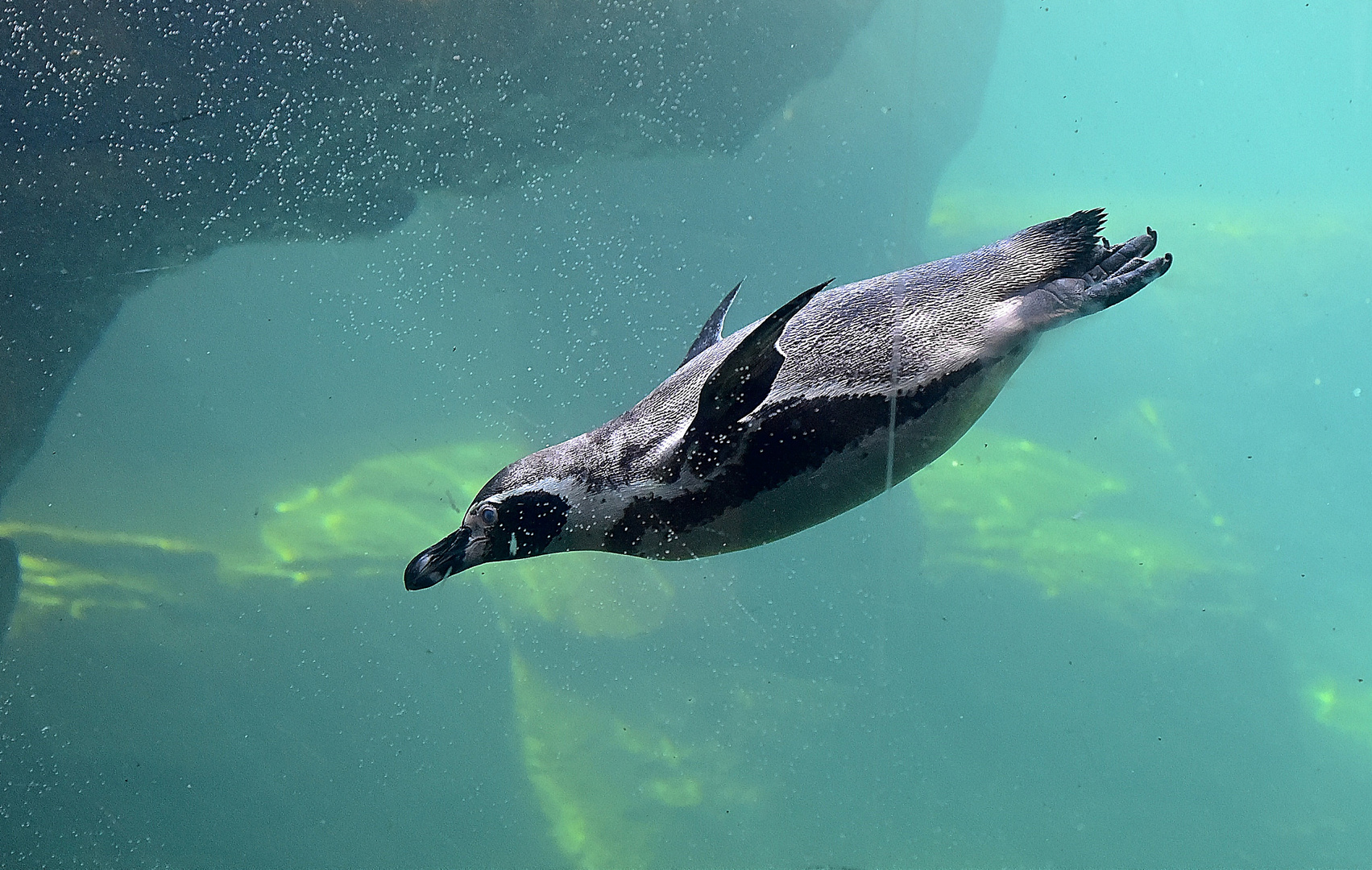 Humboldt-Pinguin (Spheniscus humboldti)