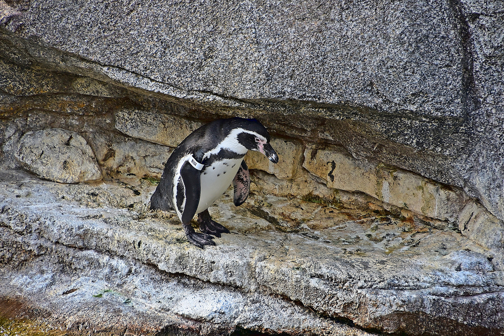 Humboldt-Pinguin (Spheniscus humboldti)