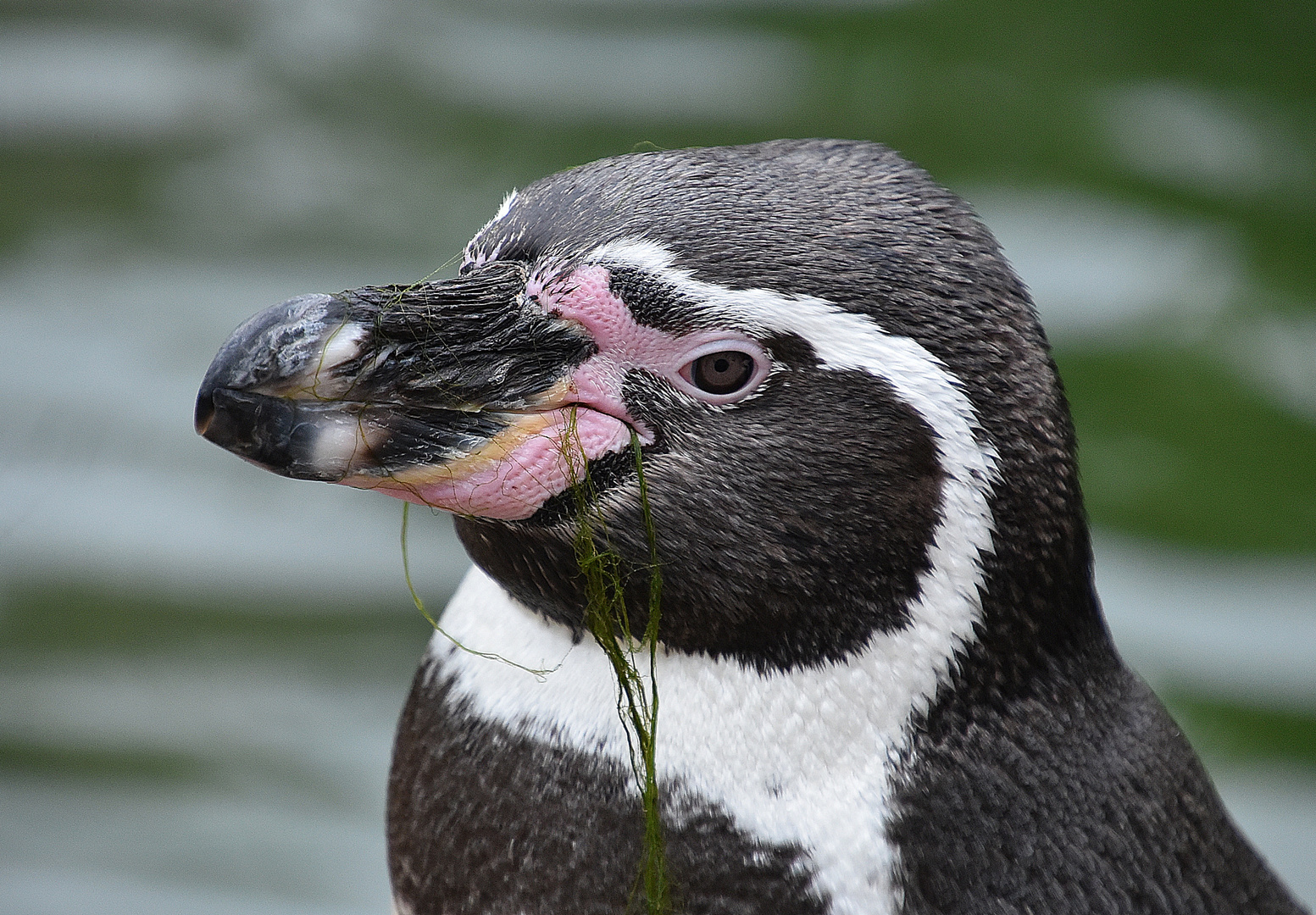 Humboldt-Pinguin (Spheniscus humboldti)