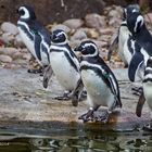 Humboldt-Pinguine