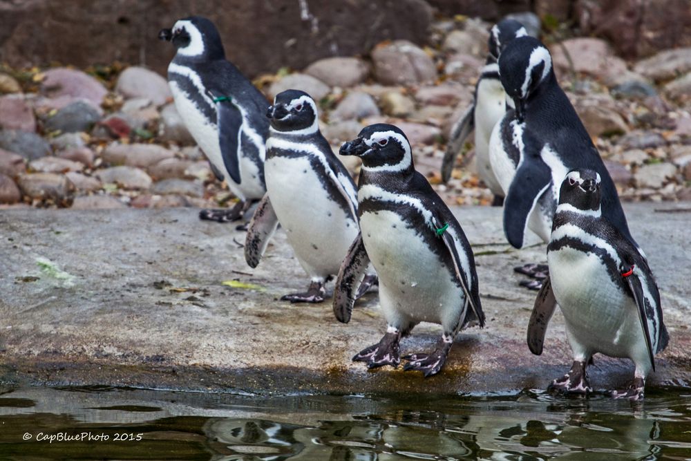 Humboldt-Pinguine