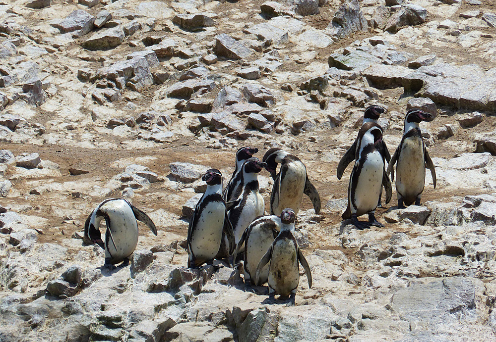 Humboldt Pinguine