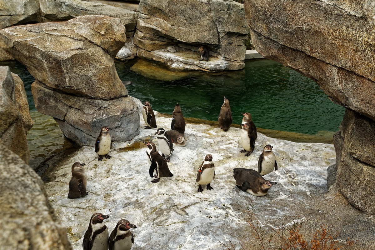 Humboldt - Pinguine