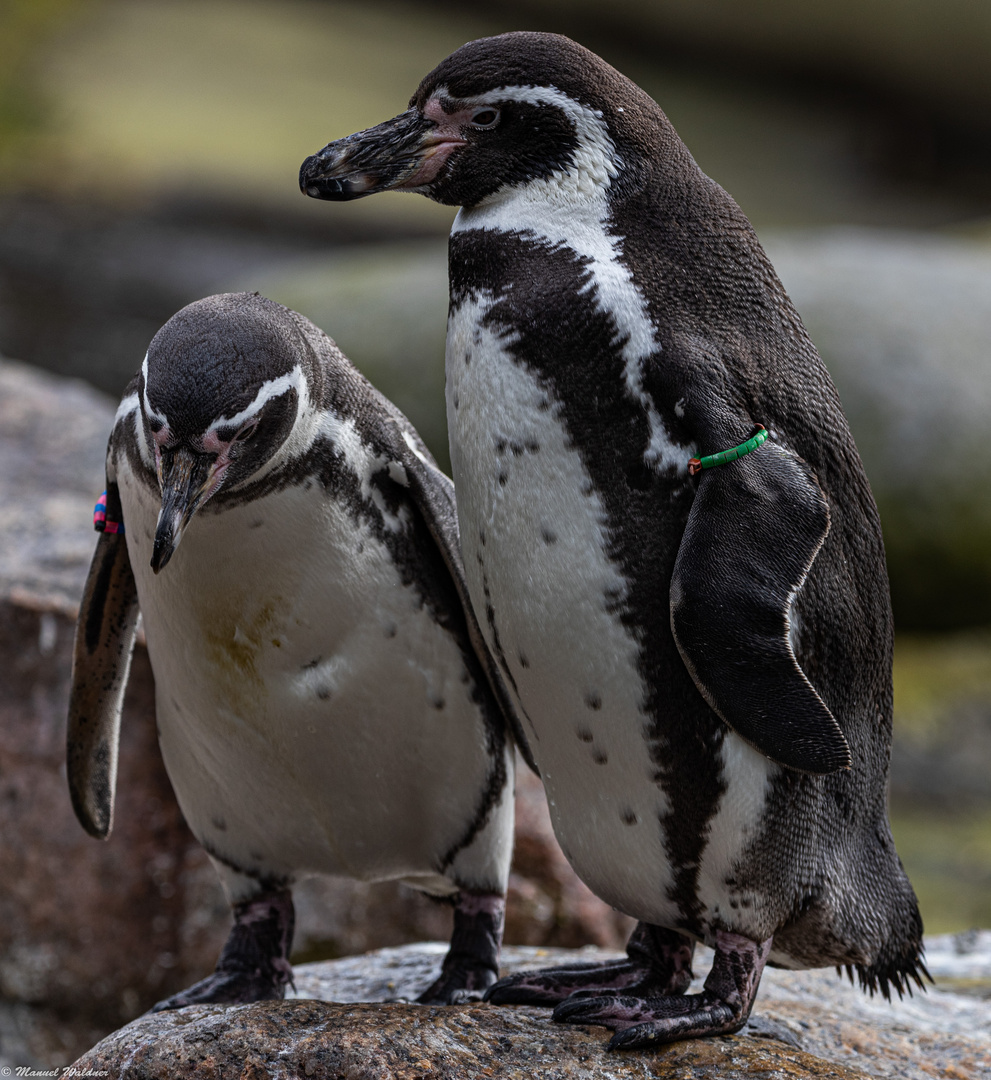 Humboldt Pinguine