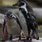 Humboldt Pinguine