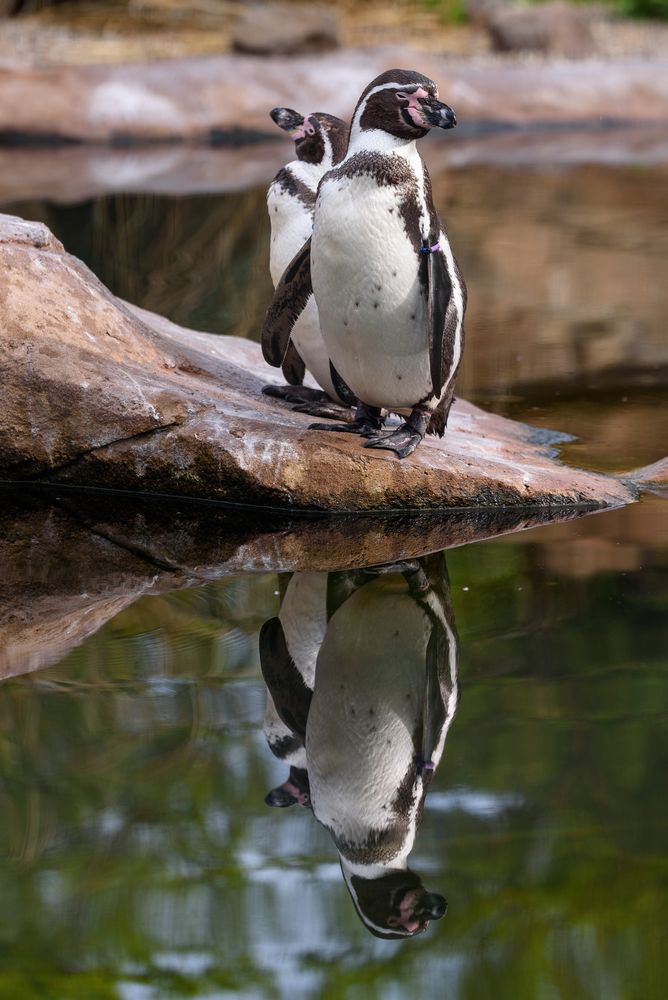 Humboldt Pinguine 