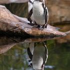 Humboldt Pinguine 