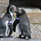 Humboldt-Pinguine 
