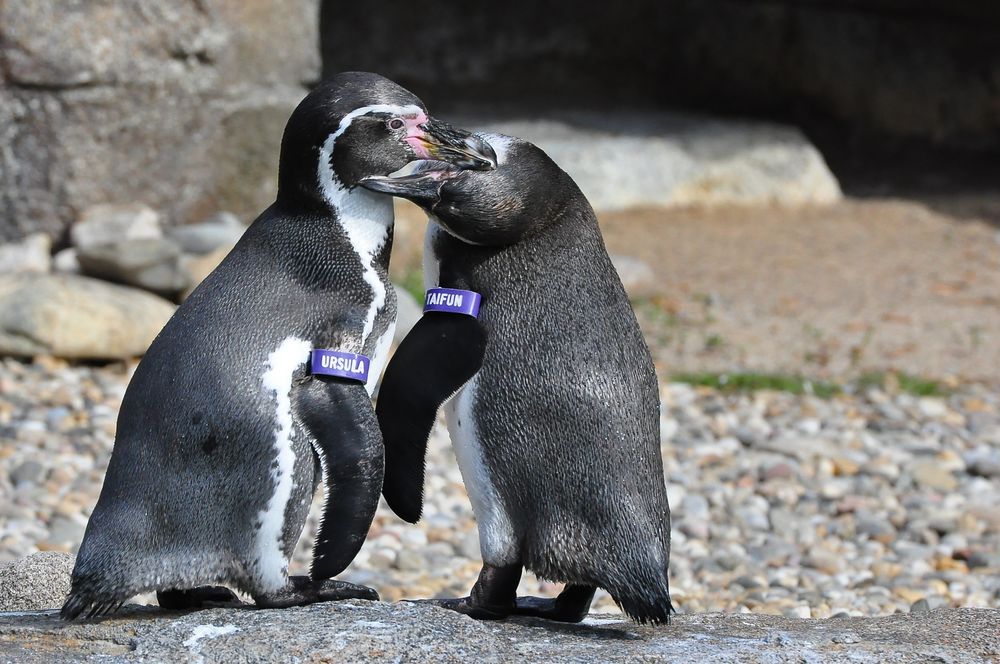 Humboldt-Pinguine 