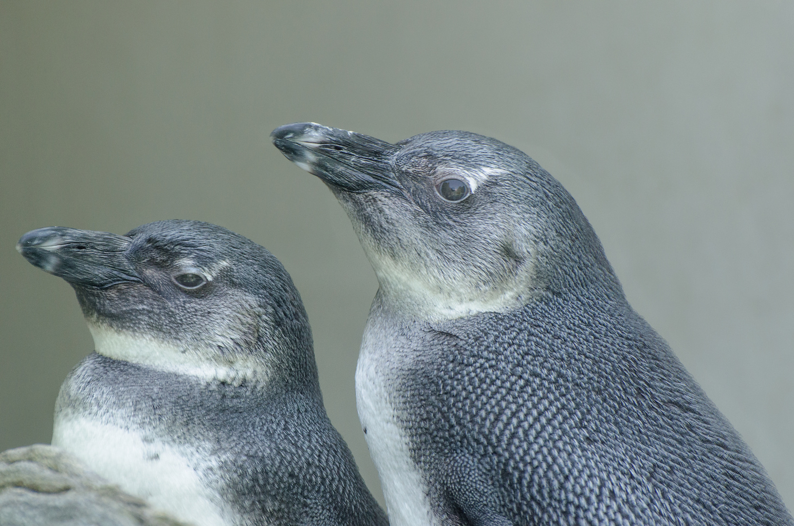 Humboldt-Pinguine