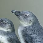 Humboldt-Pinguine