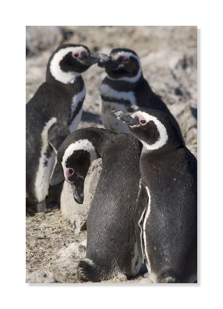Humboldt-Pinguine auf der Paracas-Halbinsel