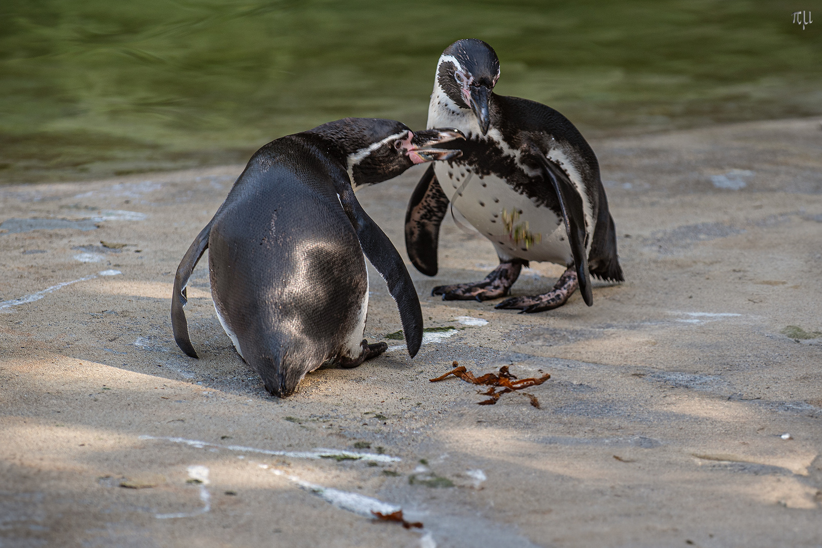 Humboldt Pinguine beim Schnack