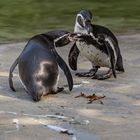 Humboldt Pinguine beim Schnack