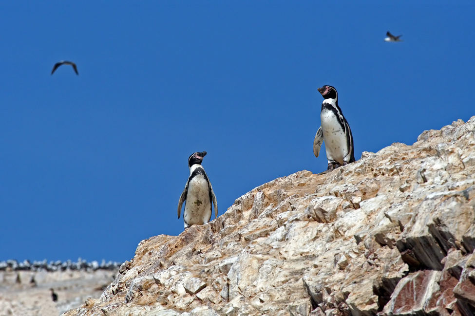 Humboldt-Pinguine