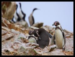 Humboldt-Pinguine