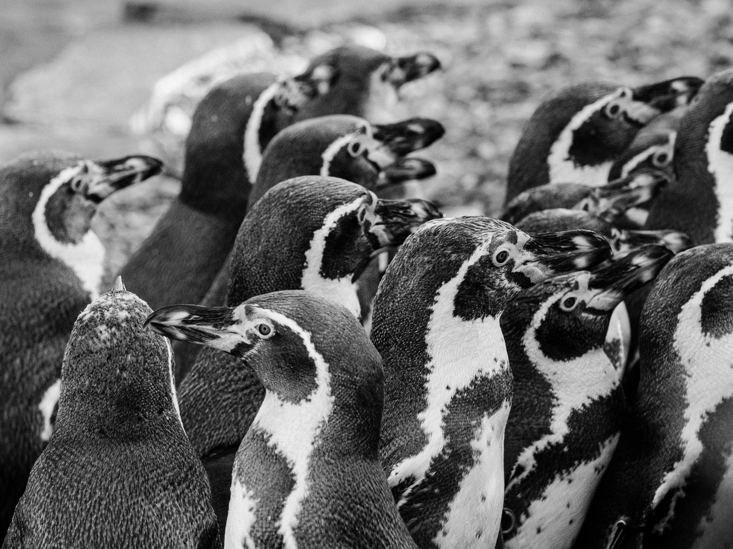 Humboldt-Pinguine Mannheim Luisenpark 2020