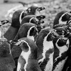 Humboldt-Pinguine Mannheim Luisenpark 2020