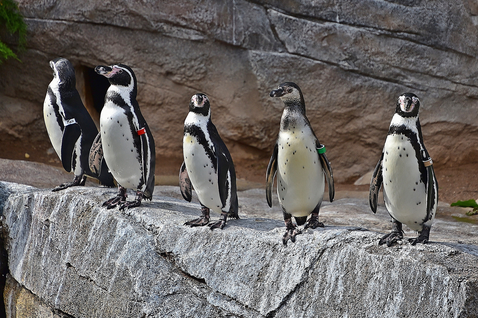 Humboldt-Pinguine (Spheniscus humboldti)