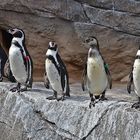 Humboldt-Pinguine (Spheniscus humboldti)