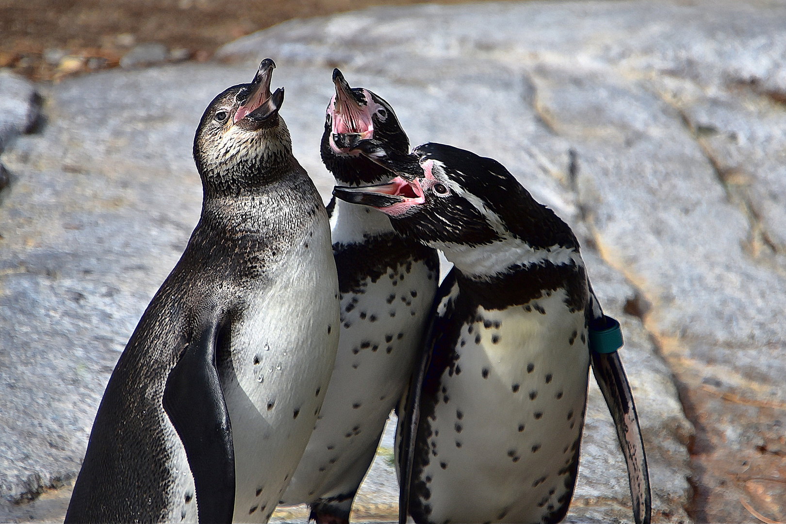 Humboldt-Pinguine (Spheniscus humboldti)