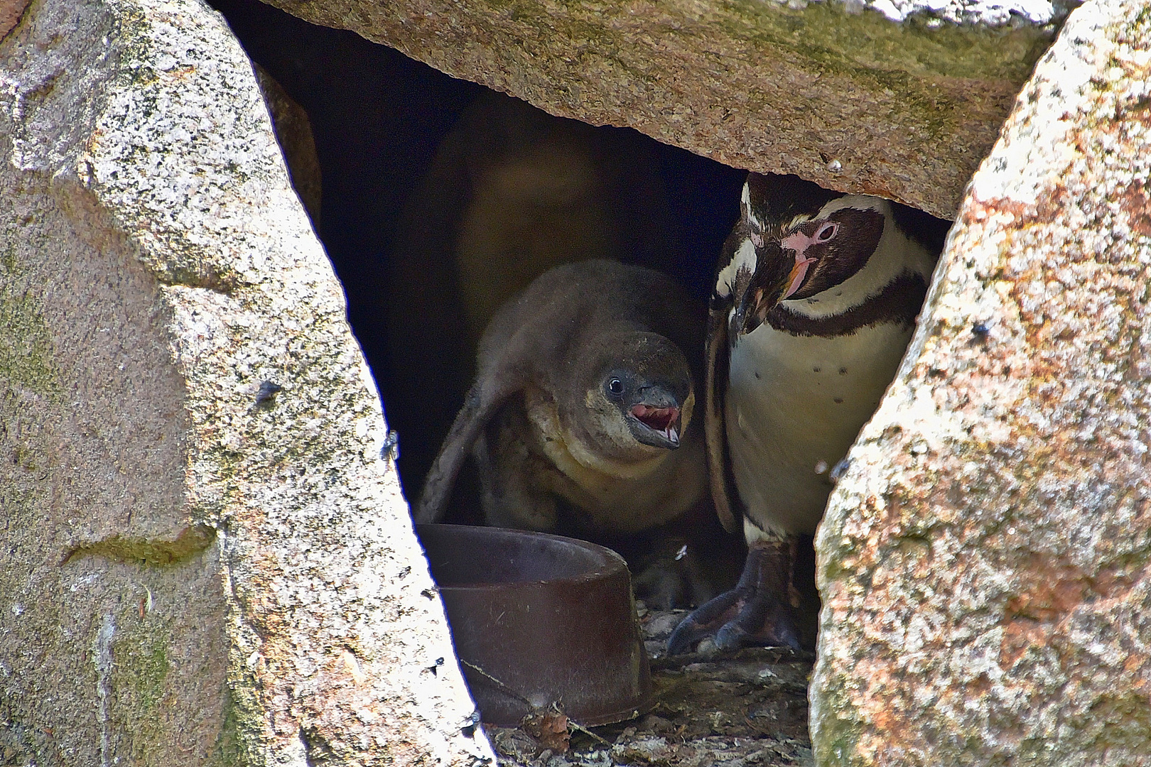 Humboldt-Pinguine (Spheniscus humboldti)