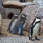 Humboldt-Pinguine (Spheniscus humboldti)