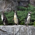 Humboldt-Pinguine (Spheniscus humboldti)