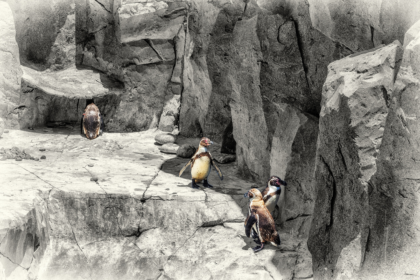 Humboldt-Pinguine unter sich