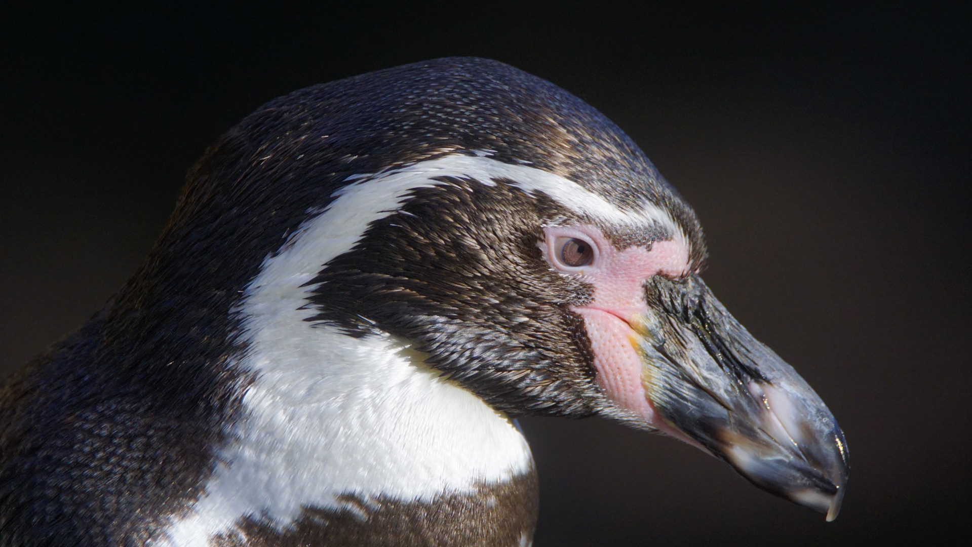 Humboldt-Pinguinen