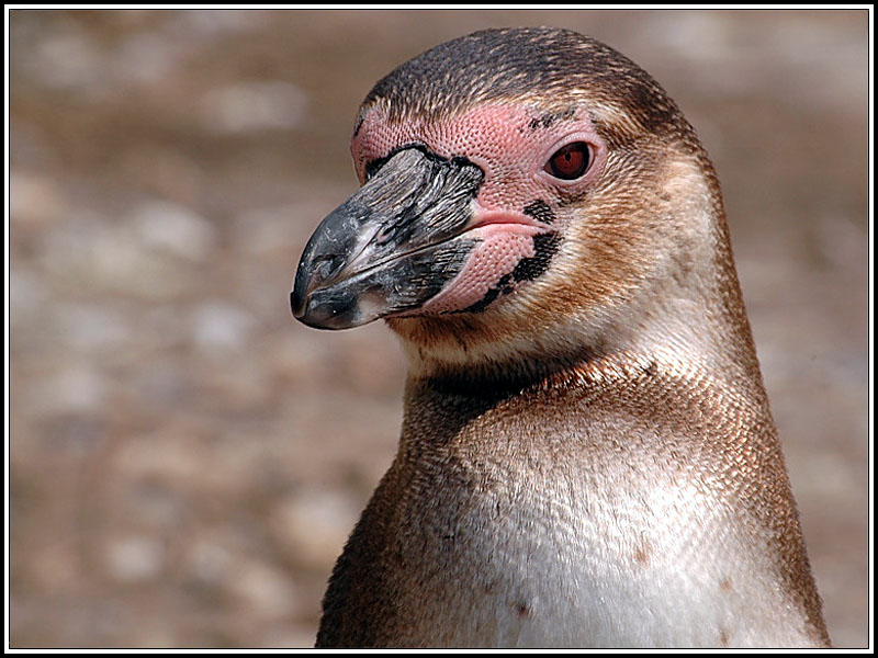 Humboldt-Pinguin_Spheniscus humboldti