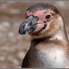 Humboldt-Pinguin_Spheniscus humboldti