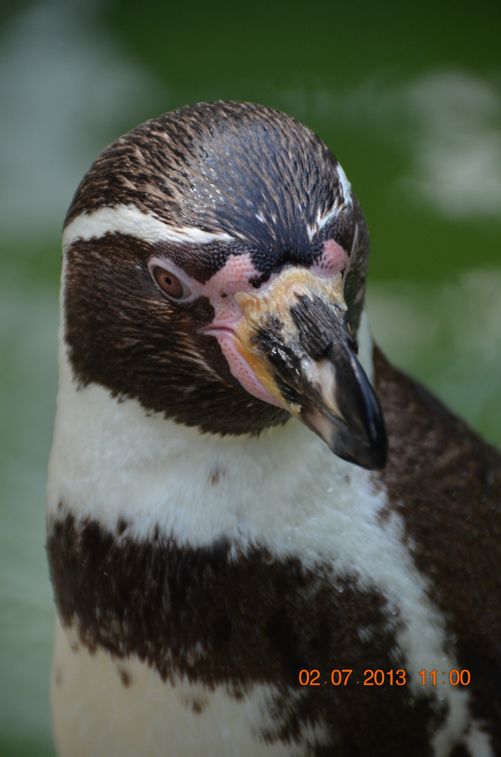 Humboldt-Pinguin/Spheniscus humboldti