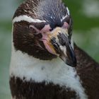 Humboldt-Pinguin/Spheniscus humboldti