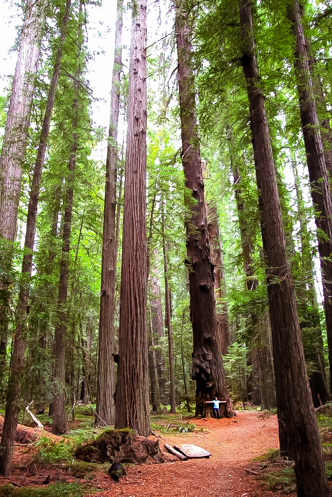 Humboldt Redwood State Park