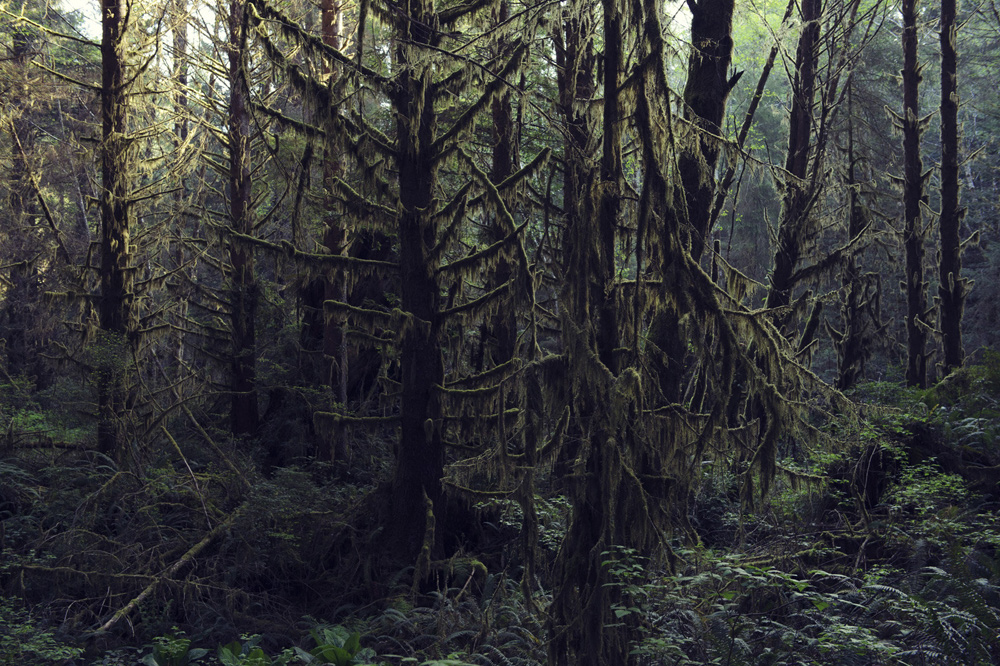 Humboldt Redwoods State Park, CA