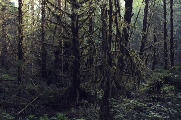 Humboldt Redwoods State Park, CA