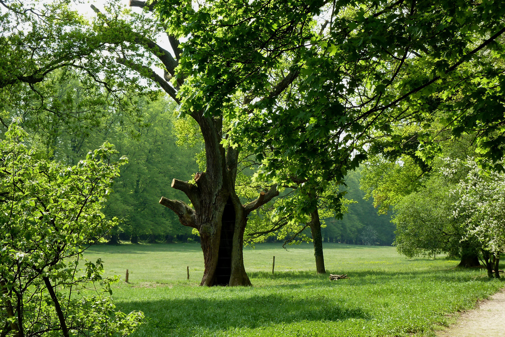 Humboldteiche im Schlosspark Tegel  (über 400 Jahre alt)