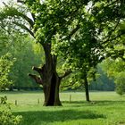 Humboldteiche im Schlosspark Tegel  (über 400 Jahre alt)