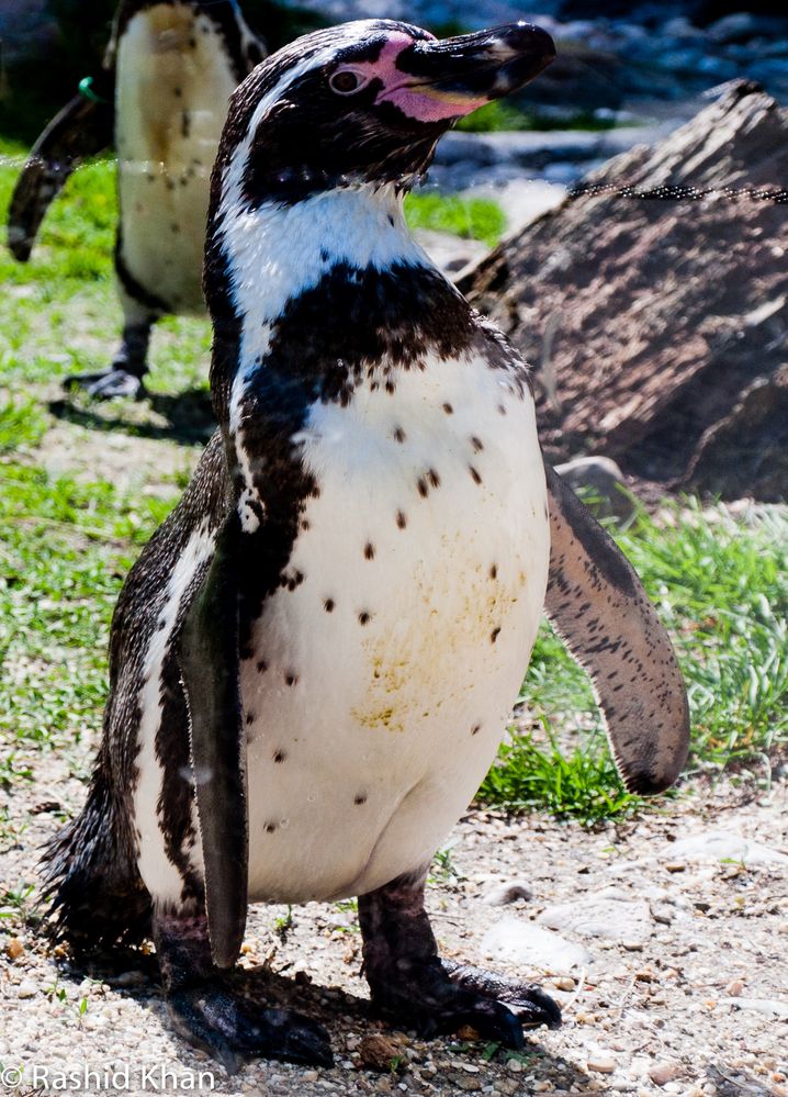 Humboldtpinguin