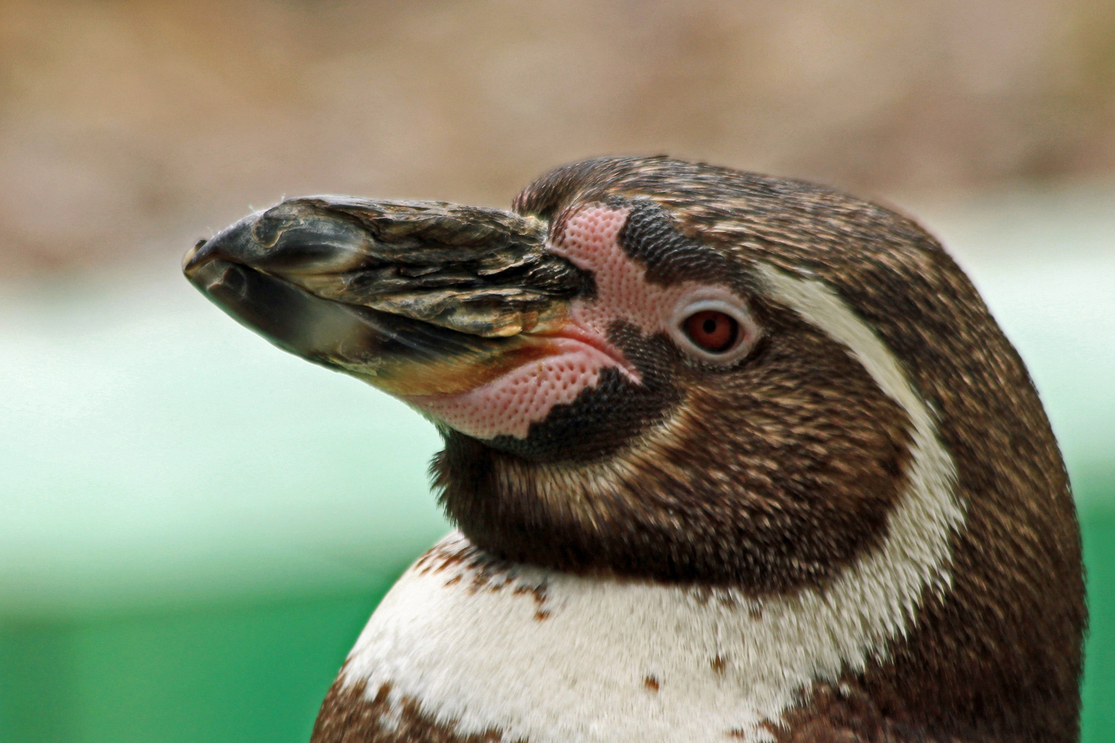 Humboldtpinguin