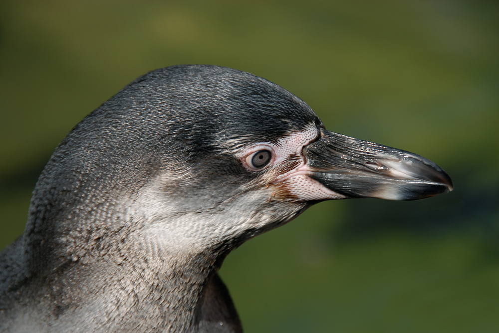 " Humboldtpinguin "