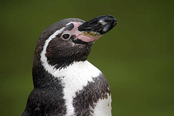 Humboldtpinguin